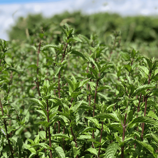 La menthe poivrée