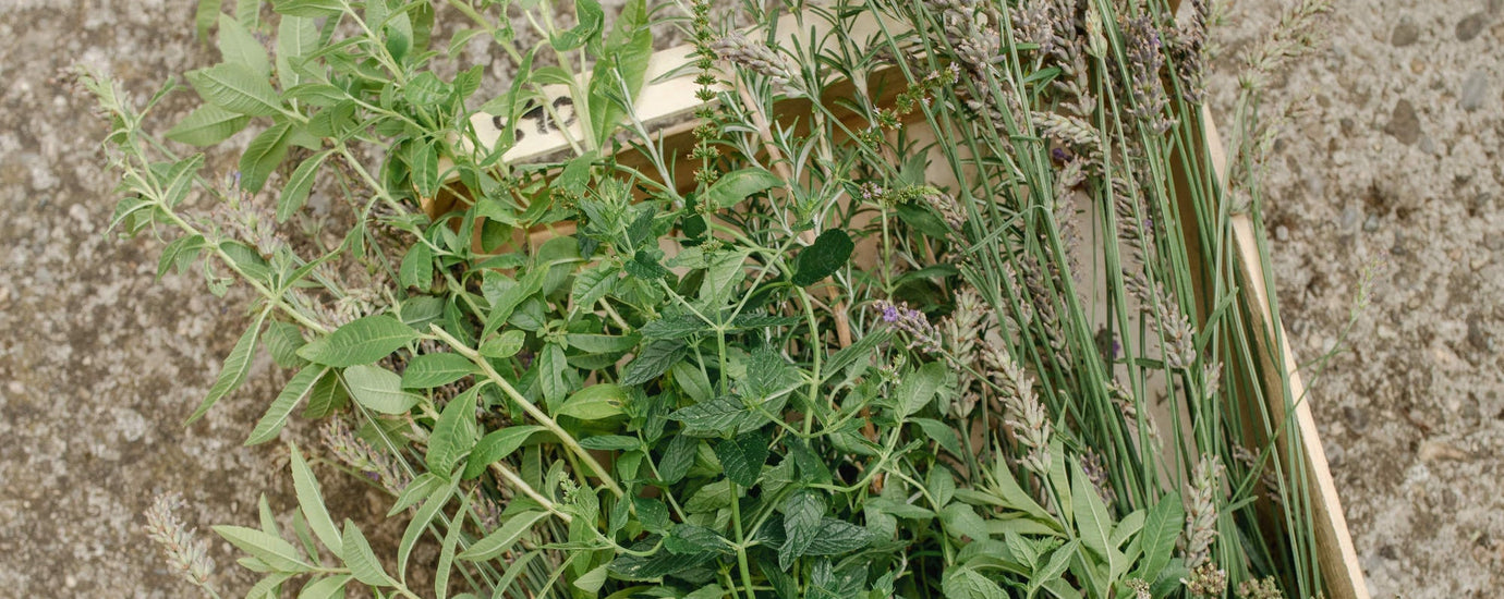 les uniques : aromatiques de terroir